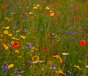 WildFlowers